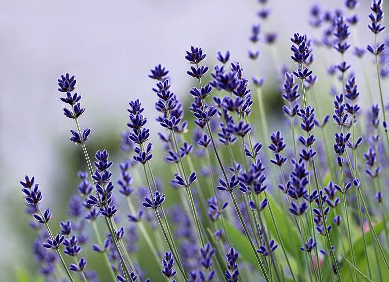 Lavendel beruhigt auf sehr angenehme Weise.