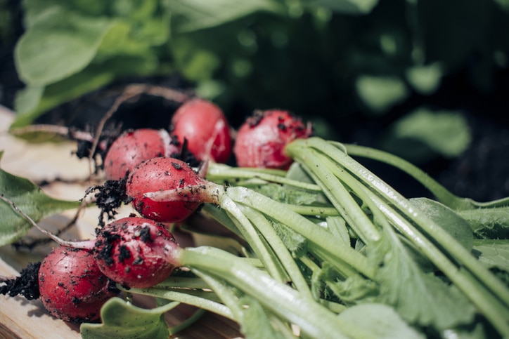 Selbstversorger werden heißt viel Arbeit im Garten