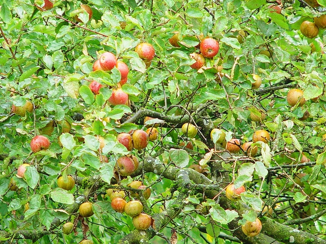 Apfel Zauber - Boskoop