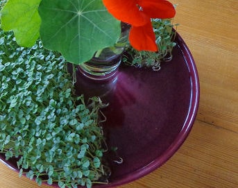 Chia-samen Keime und Kapuzinerkresse für den Salat