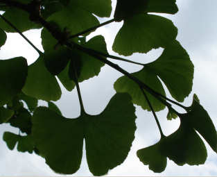 Ginkgo biloba Blätter