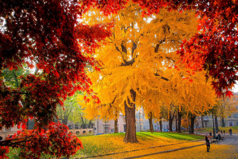 Ginkgo Wirkung - was ist dran an der wunderbaren Wirkung der