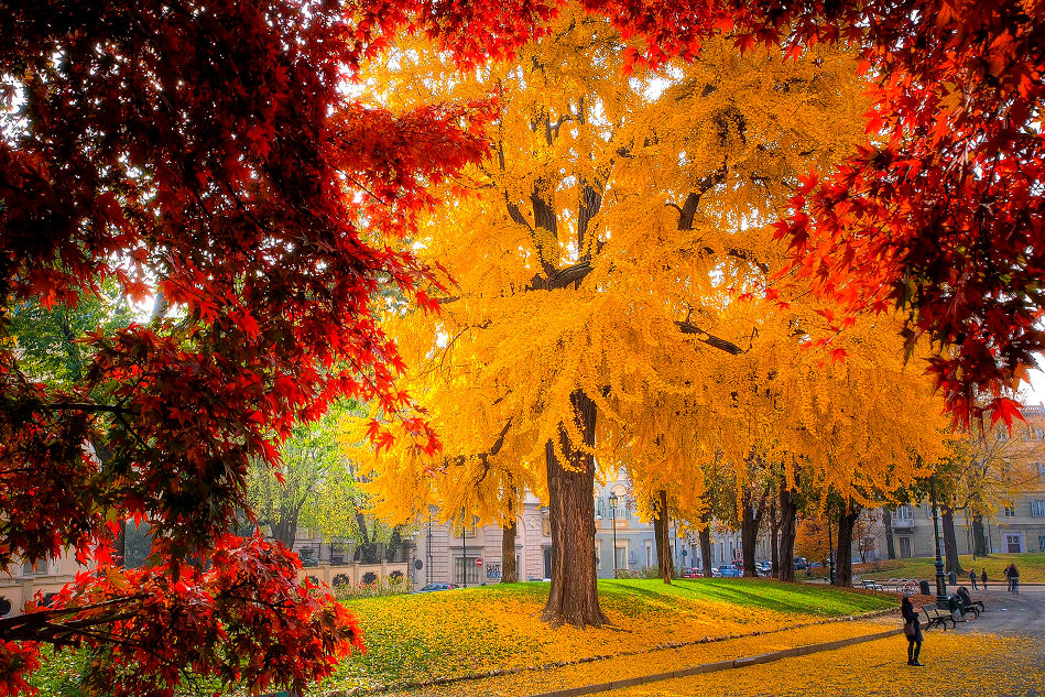 goldgelber Ginkgo in Rom Piazza Cavour