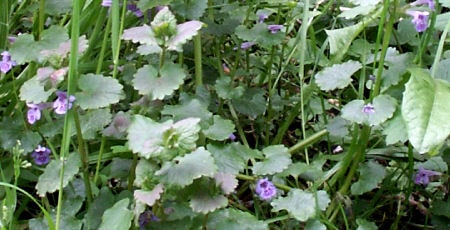 Wildkräuter Rezepte - Wildkraut Gundermann