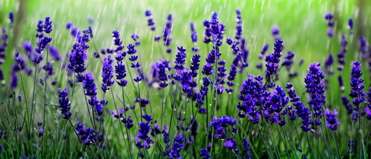 Lavendel Feld