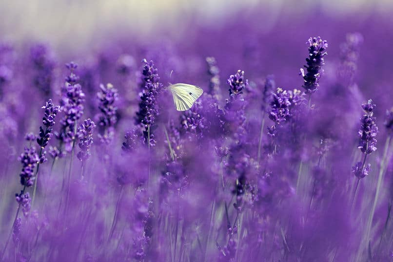 Bis zum Horizont - Lavendel