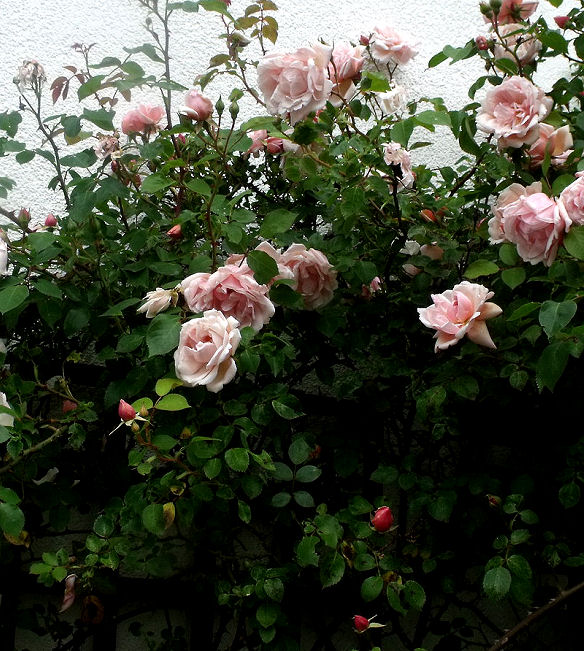 Rosenstrauch für üppige Ernte von Rosen, die man trocknen kann.