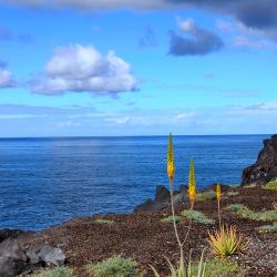 Aloe vera Pflanze - Heimatgegend Mittelmeer