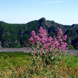 Schalflose Nächte - dafür gibt es Abhilfe - zum Beispiel die Rote Spornblume