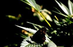 Schmetterling auf Cannabis Pflanze