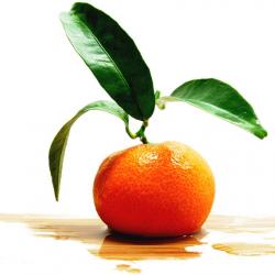 Frische Mandarine