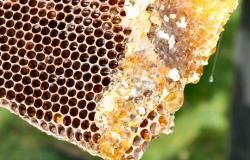 Honig tropft aus der Wabe