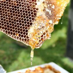 Honig tropft aus der Wabe