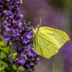 Lavendel - Blüte mit Schmetterling