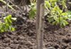 Selbstversorger werden heißt viel Arbeit im Garten