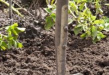Selbstversorger werden heißt viel Arbeit im Garten