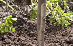 Selbstversorger werden heißt viel Arbeit im Garten