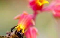 Im Vorgarten ist Platz für Blumen und Bienen