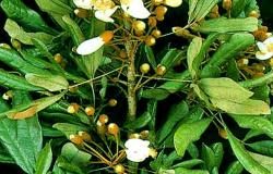 Catuaba - Pflanze