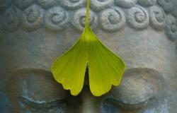 Wirkungen und Nebenwirkungen Gingko Biloba: Das Ginkgoblatt hilft beim Meditieren ;)