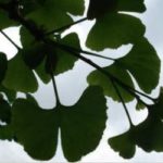 Ob Gingo Blatt oder Ginkgo Blatt: seine Form ist einmalig