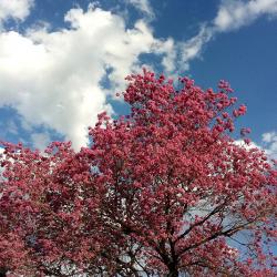 Lapacho Baum Blüte rosa