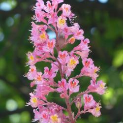 Rosskastanien Blüte - Essenz Nr. 35