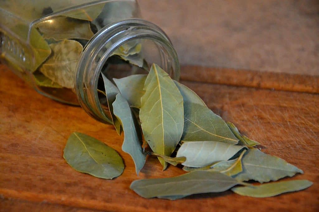 Kräuter Schnaps selbst gemacht - Lorbeerblätter machen sich gut im Kräuterschnaps.