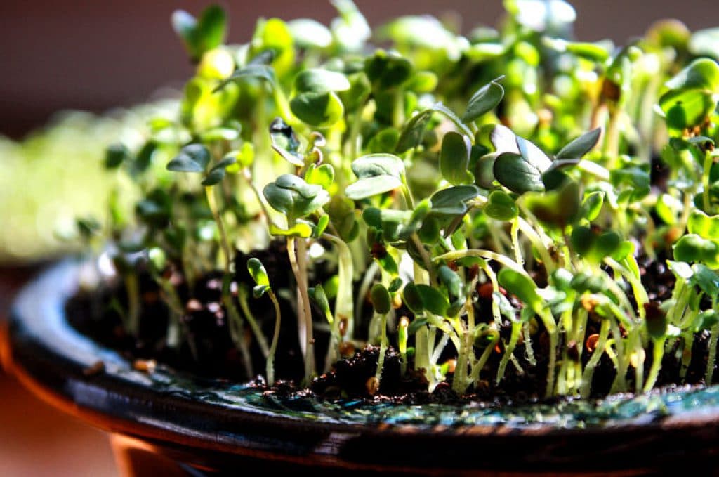 Microgreens zu Hause in einer Schale auf der Fensterbank