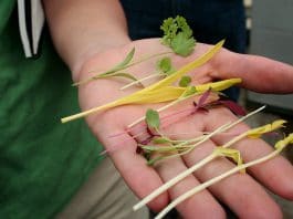 Microgreens können Kräuter und Gewürze, Gräser oder auch Gemüse sein.