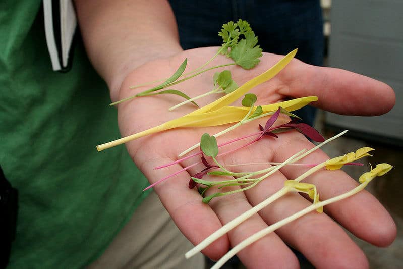 Microgreens können Kräuter und Gewürze, Gräser oder auch Gemüse sein.