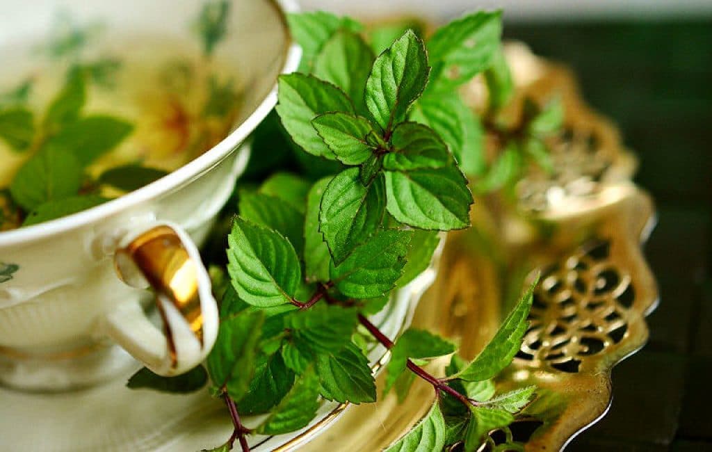 Minze pflanzen: Vor allem die Blätter der Minze eignen sich für einen wohltuenden Tee.