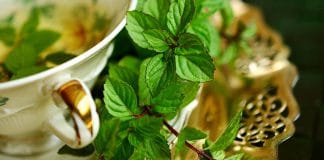Minzepflanzen: Vor allem die Blätter der Minzed eignen sich für einen wohltuenden Tee.