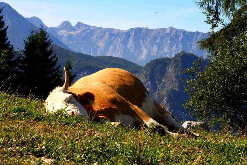 Seelenruhig schlafen - kein Wunder in solch schöner Landschaft.