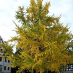 schöner Gingko Biloba Ginkgo_Wirkung_Fearthainn_pixelio