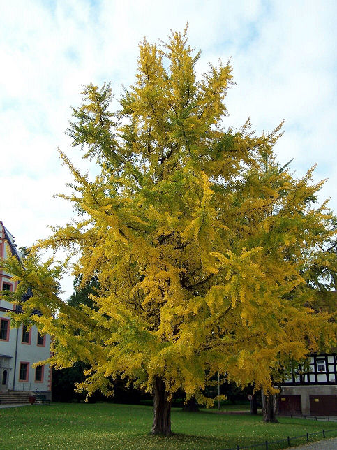 schöner Gingko Biloba Ginkgo_Wirkung_Fearthainn_pixelio