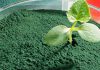 Die Wirkung von Spirulina ist noch nicht ausreichend erforscht. Auf jeden Fall wirkt Spirulina entgiftend und nährend.