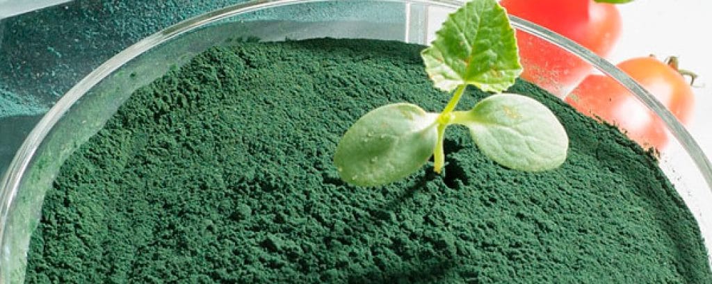 Die Wirkung von Spirulina ist noch nicht ausreichend erforscht. Auf jeden Fall wirkt Spirulina entgiftend und nährend.