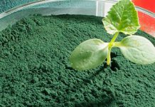 Die Wirkung von Spirulina ist noch nicht ausreichend erforscht. Auf jeden Fall wirkt Spirulina entgiftend und nährend.