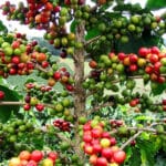 Woher kommt der Kaffee?