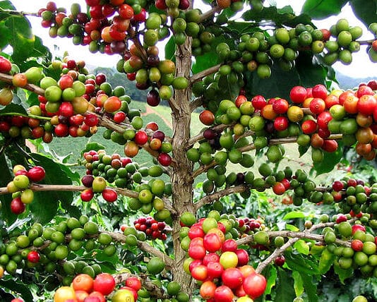 Woher kommt der Kaffee?